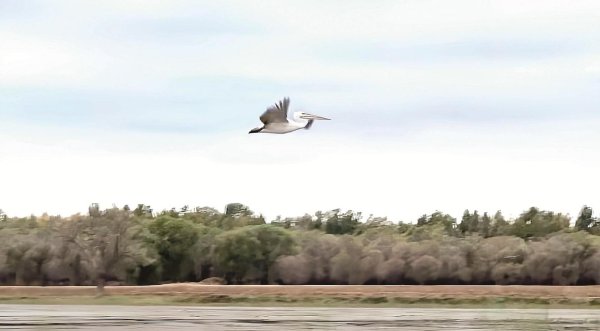 尚牛在线 卷羽鹈鹕现身包头黄河国家湿地公园