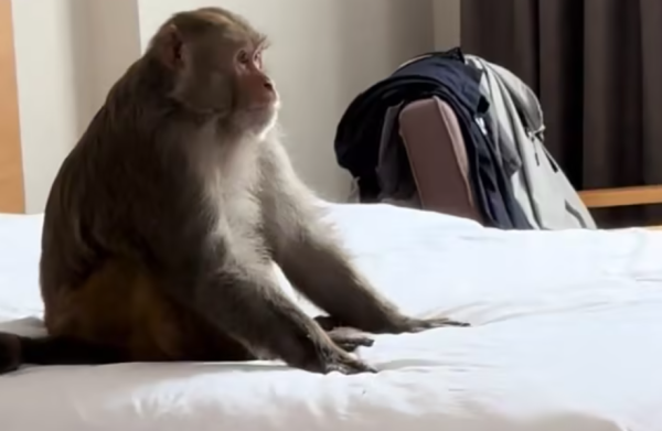 永華证券 惊！西藏酒店 4 楼进 “不速之客”，藏猕猴坐床上当 “房主”，游客做法获赞