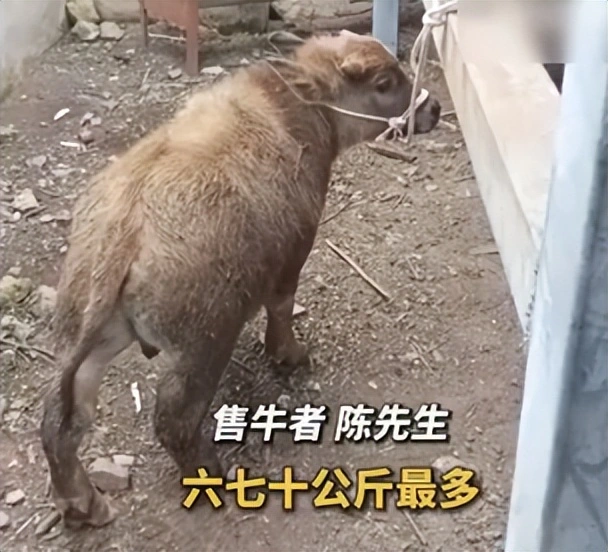 火牛配资 70公斤卖14000元！云南出现“袖珍牛”，买家带走当宠物